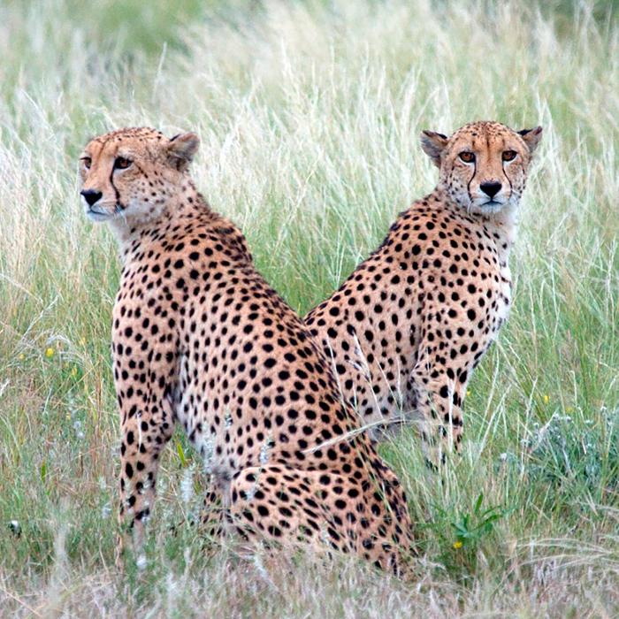 Rundreise Botswana & Simbabwe