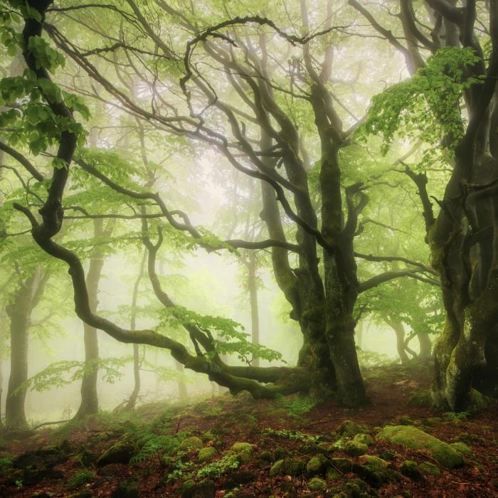 Fotoworkshop Waldfotografie